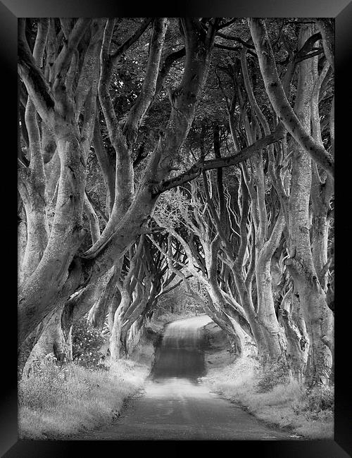 The Dark Hedges, Northern Ireland Framed Print by Rachel Mower