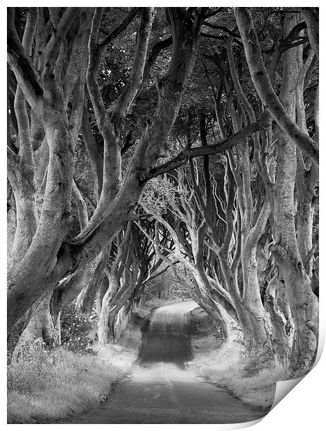 The Dark Hedges, Northern Ireland Print by Rachel Mower