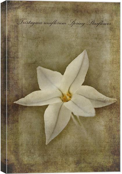 Spring Starflower Canvas Print by John Edwards