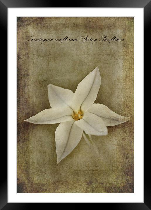 Spring Starflower Framed Mounted Print by John Edwards
