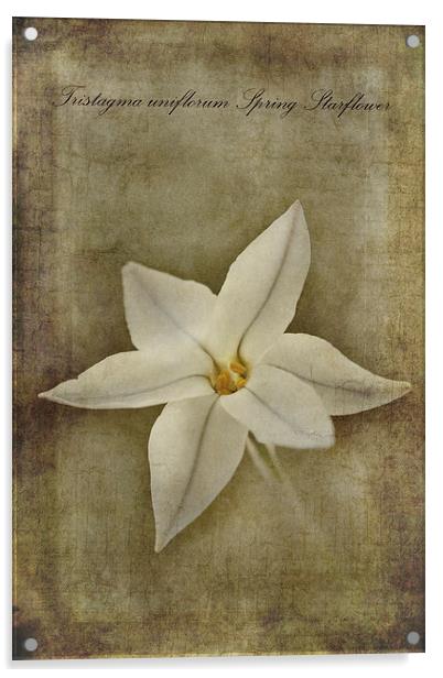 Spring Starflower Acrylic by John Edwards