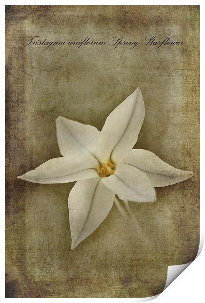 Spring Starflower Print by John Edwards