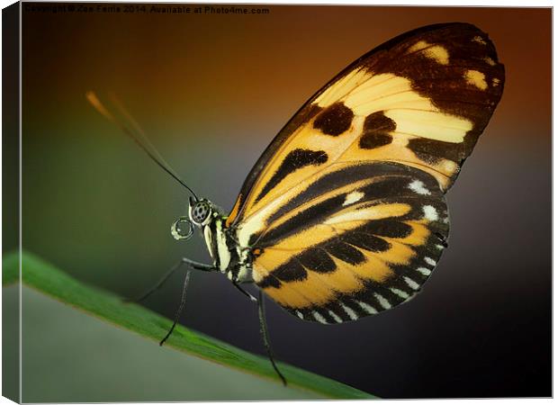 Tiger Longwing butterfly Canvas Print by Zoe Ferrie
