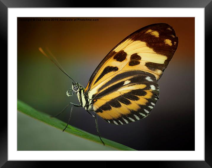 Tiger Longwing butterfly Framed Mounted Print by Zoe Ferrie