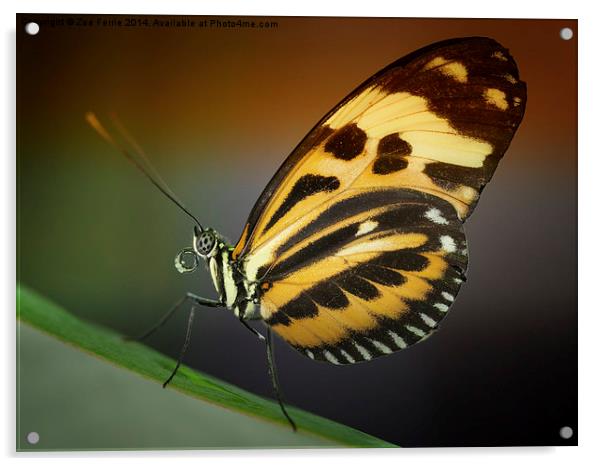 Tiger Longwing butterfly Acrylic by Zoe Ferrie