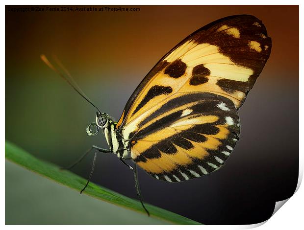 Tiger Longwing butterfly Print by Zoe Ferrie