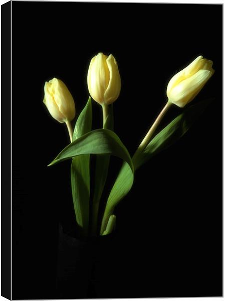 Tulips Canvas Print by Paul Want