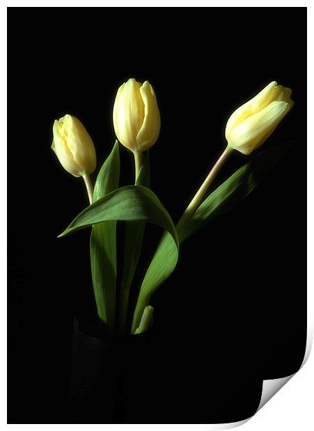 Tulips Print by Paul Want
