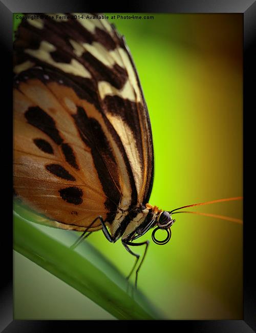Tiger Longwing butterfly Framed Print by Zoe Ferrie