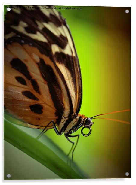 Tiger Longwing butterfly Acrylic by Zoe Ferrie