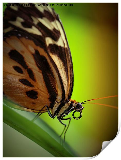 Tiger Longwing butterfly Print by Zoe Ferrie