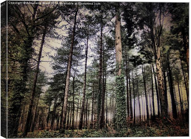 Parkhurst Trees Canvas Print by Annabelle Ward