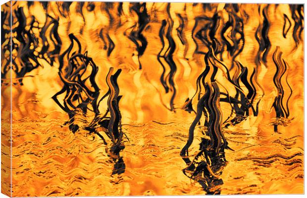 Orange Abstract - Reeds in the Lake Canvas Print by Natalie Kinnear