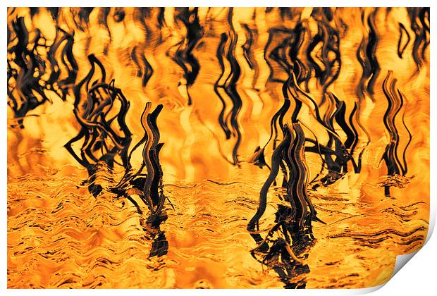 Orange Abstract - Reeds in the Lake Print by Natalie Kinnear