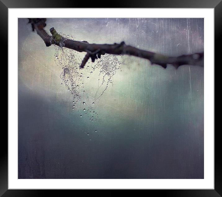Natures Teardrops Framed Mounted Print by Dawn Cox