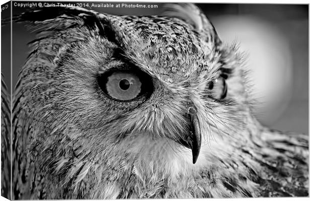 Bengal Owl black and White Canvas Print by Chris Thaxter