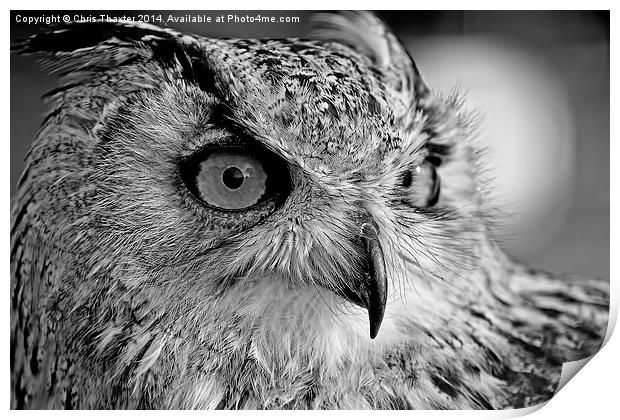 Bengal Owl black and White Print by Chris Thaxter