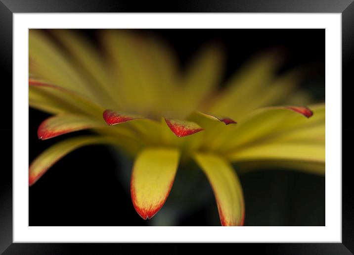 Yellow And Orange Gerbera 4 Framed Mounted Print by Steve Purnell