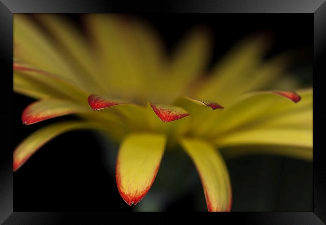 Yellow And Orange Gerbera 4 Framed Print by Steve Purnell