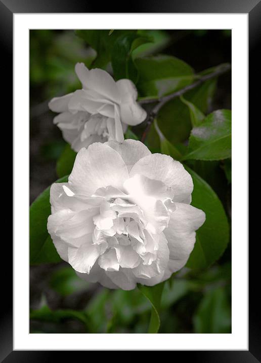 White flower Framed Mounted Print by Ruth Hallam