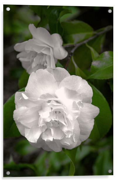 White flower Acrylic by Ruth Hallam