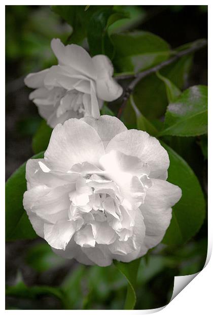 White flower Print by Ruth Hallam