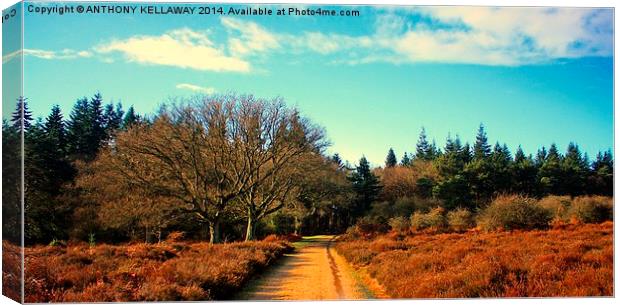 ON THE WAY IN Canvas Print by Anthony Kellaway