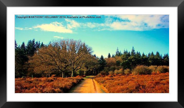 ON THE WAY IN Framed Mounted Print by Anthony Kellaway