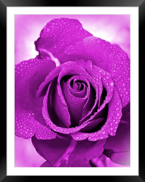 ROSE IN LILAC Framed Mounted Print by Anthony Kellaway