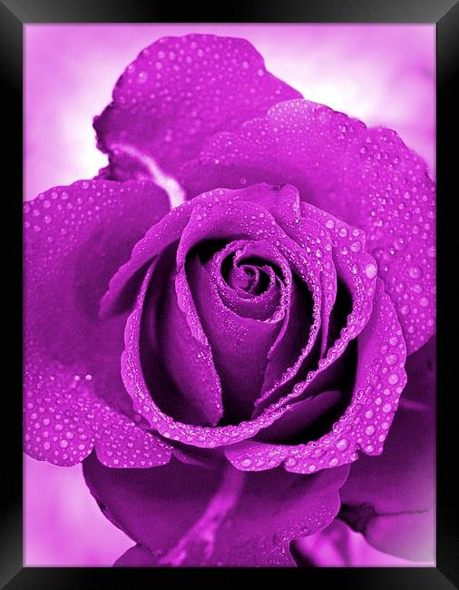 ROSE IN LILAC Framed Print by Anthony Kellaway