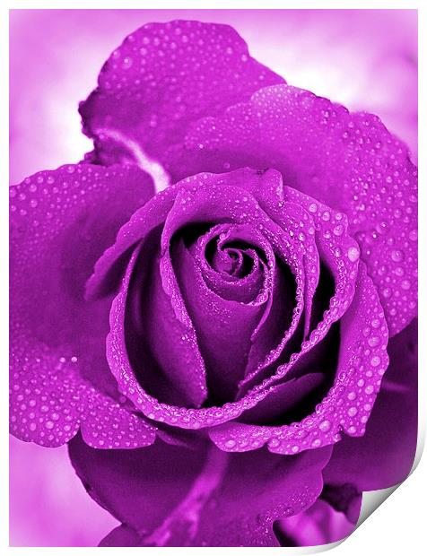 ROSE IN LILAC Print by Anthony Kellaway