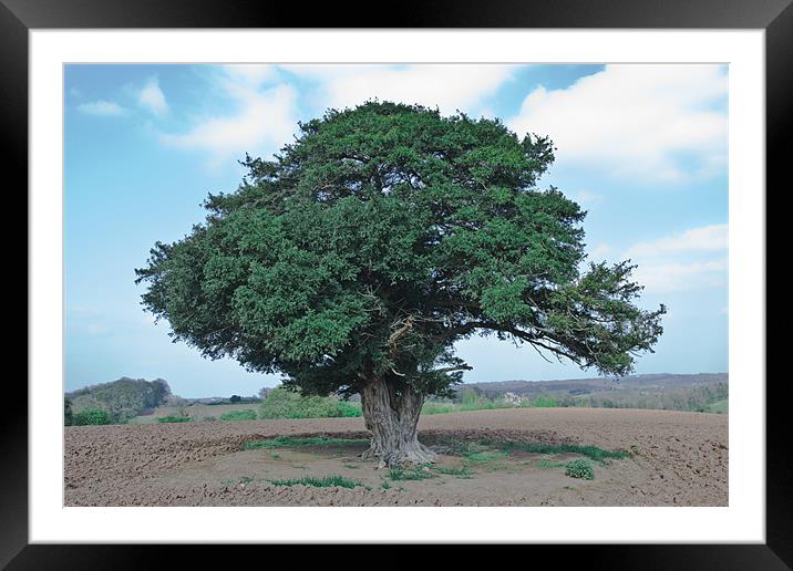 Ancient tree Framed Mounted Print by Dave Holt