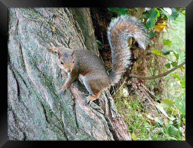 Curious Grey Squirrel Framed Print by Ursula Keene