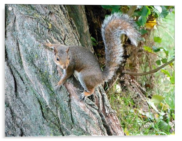 Curious Grey Squirrel Acrylic by Ursula Keene