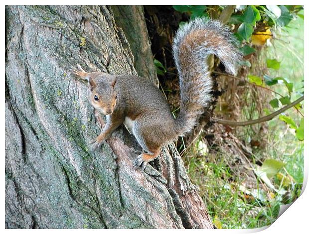 Curious Grey Squirrel Print by Ursula Keene