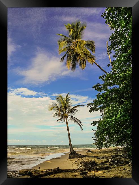 Palm Tree Paradise Framed Print by Laura Kenny