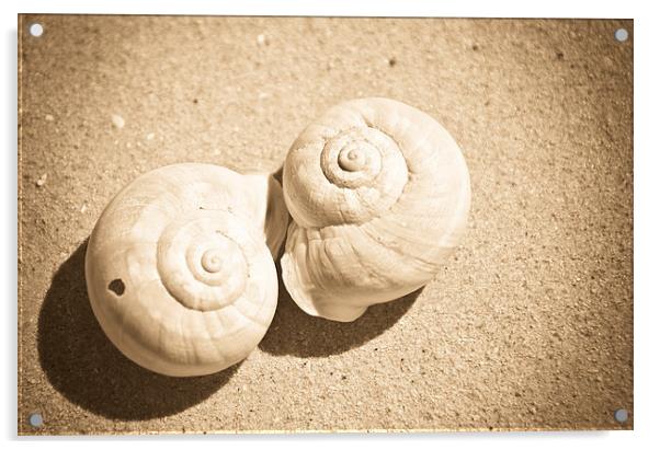 Sea Shells Acrylic by Sandra Broenimann
