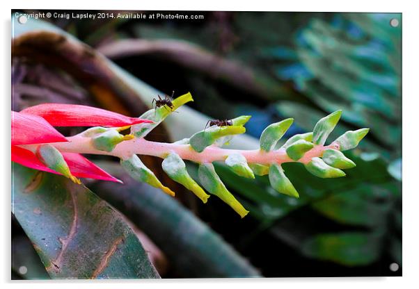 flowering bromelia stalk Acrylic by Craig Lapsley