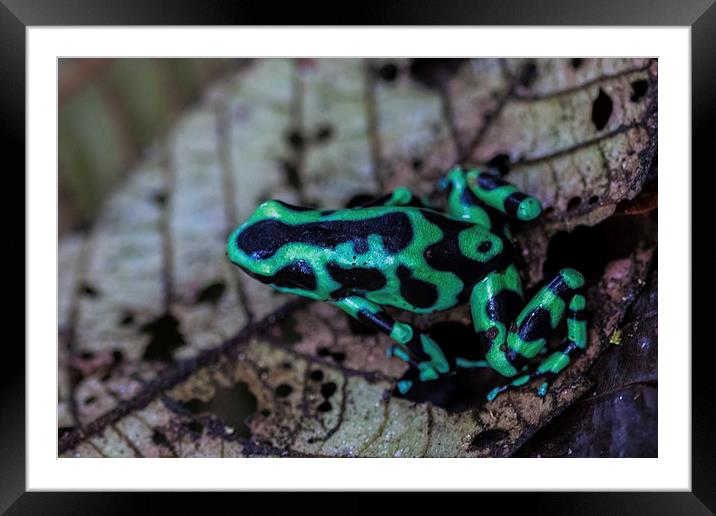 Black and green poison dart frog Framed Mounted Print by Craig Lapsley