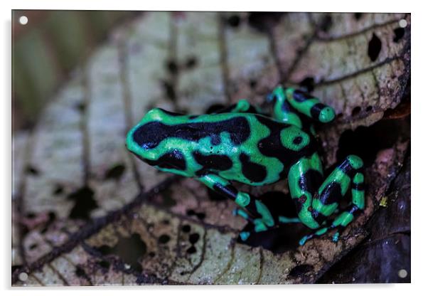 Black and green poison dart frog Acrylic by Craig Lapsley