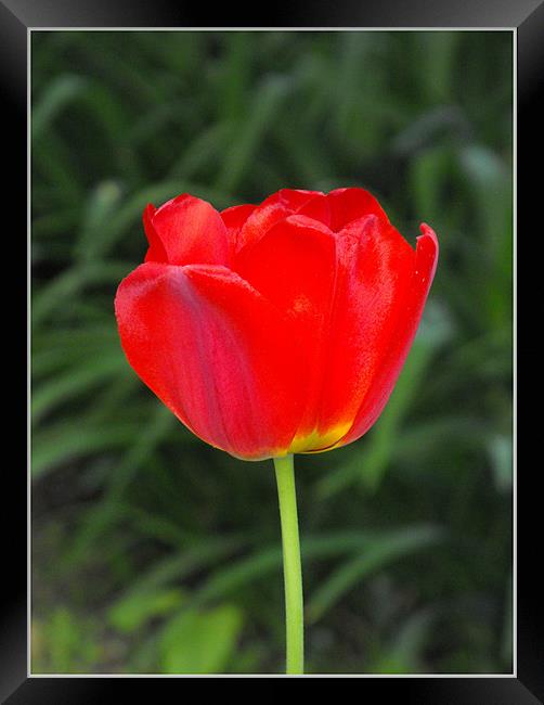 Last - tulip Framed Print by Ferenc Kalmar