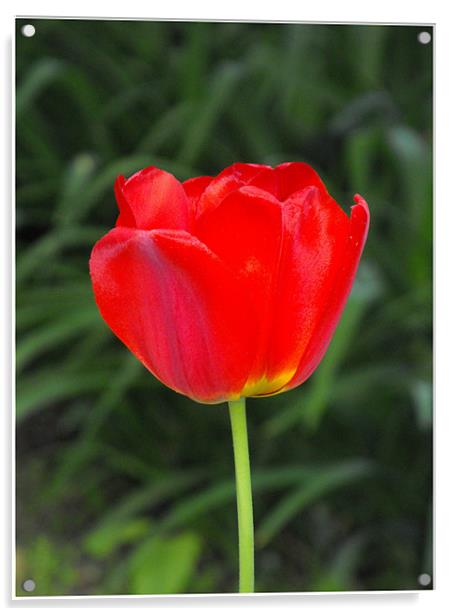 Last - tulip Acrylic by Ferenc Kalmar