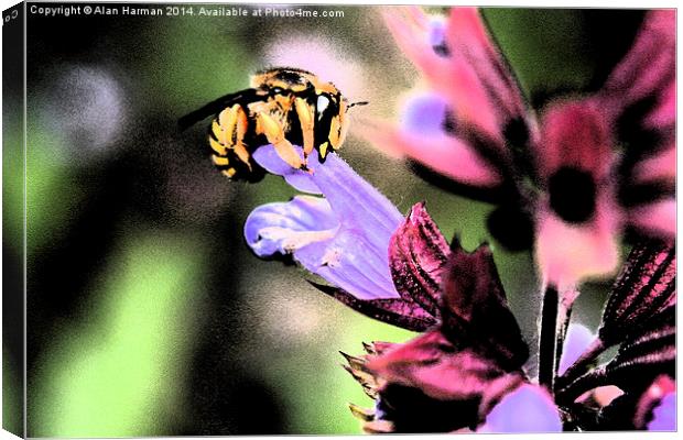 Bee and Flower Canvas Print by Alan Harman