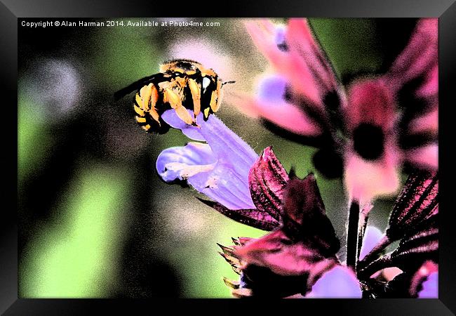 Bee and Flower Framed Print by Alan Harman