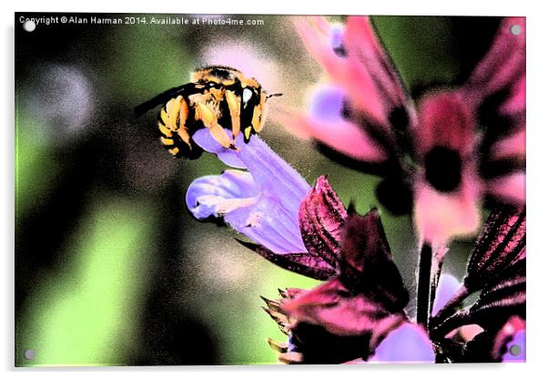 Bee and Flower Acrylic by Alan Harman
