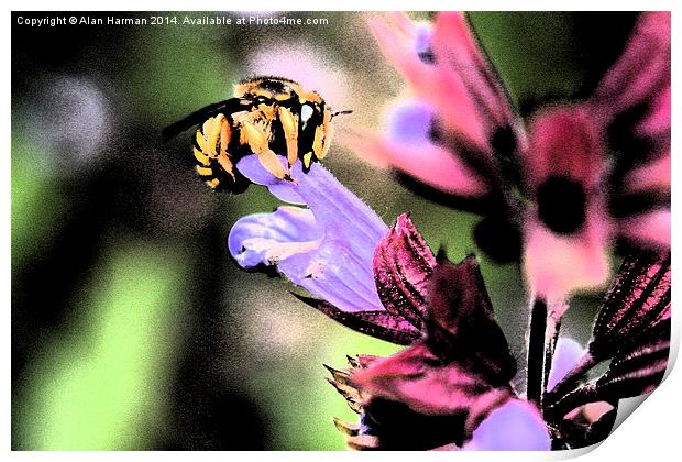 Bee and Flower Print by Alan Harman