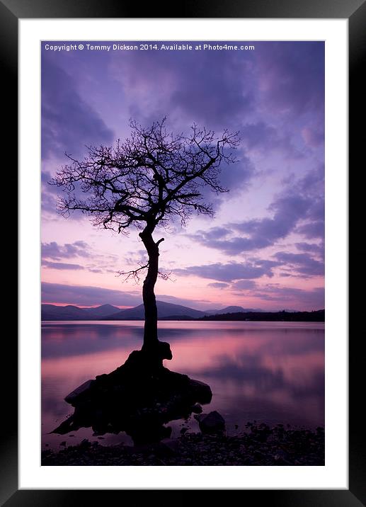 Millarochy Bay Tree, Loch Lomond.  Framed Mounted Print by Tommy Dickson