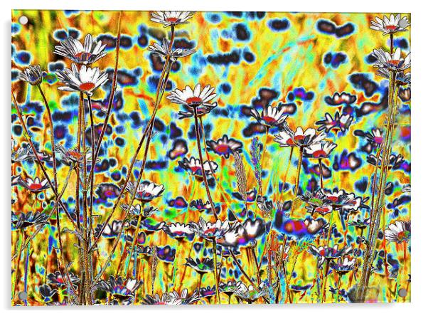 Field of daisies Acrylic by michelle rook