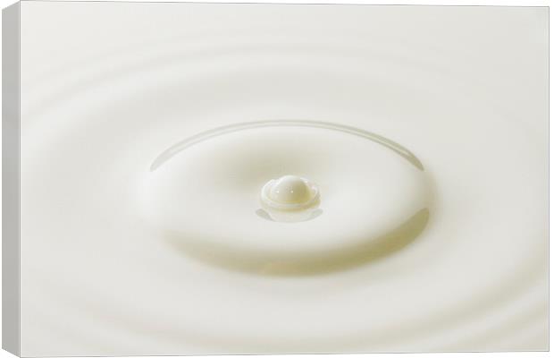 Milk Droplet Canvas Print by Malcolm Wood