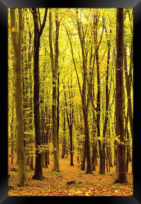 Yellowham Woods, Puddletown ,Dorchester, Dorset, U Framed Print by Colin Tracy
